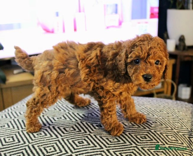 Championship Lineage Toy Poodle Puppies Dursley Pets4Homes
