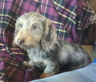 Long haired dapple dachshund for sale near clearance me