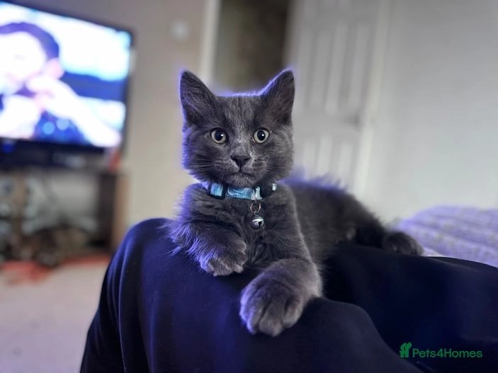 Maine coon X bengal tabby kittens for sale in Worcester Pets4Homes