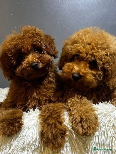 TOY POODLE PUPS KC REGISTERED for sale in Hornchurch Pets4Homes