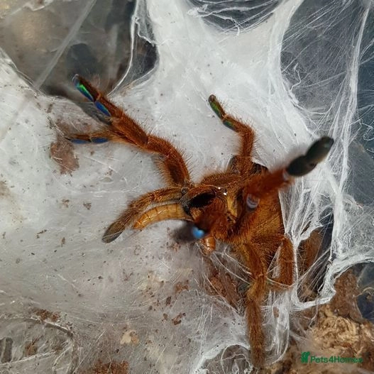 Scottish reptile and invert rescue for adoption in Stirling | Pets4Homes