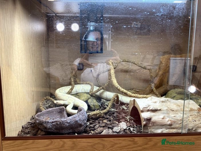 Stunning Banana Ball Python (including viv & kit) for sale in Lewes ...