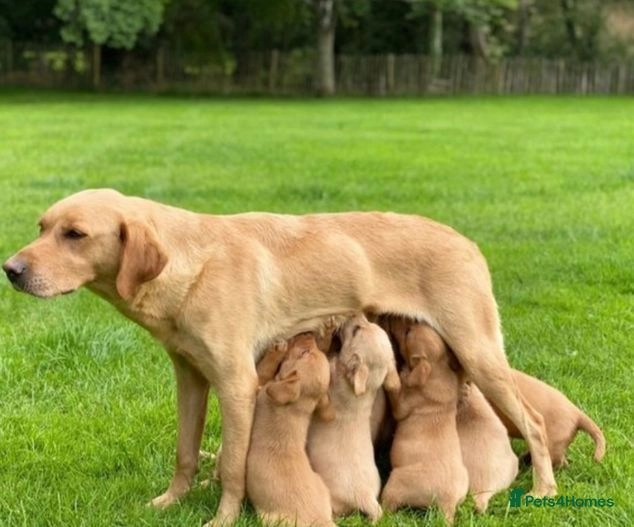 Field bred Labrador retriever litter for sale in Ongar Pets4Homes