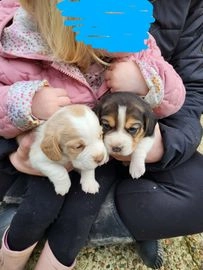 Beagle dogs for sale in Newchapel, Lingfield - Advert 1