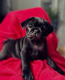 Pug dog hot sale price