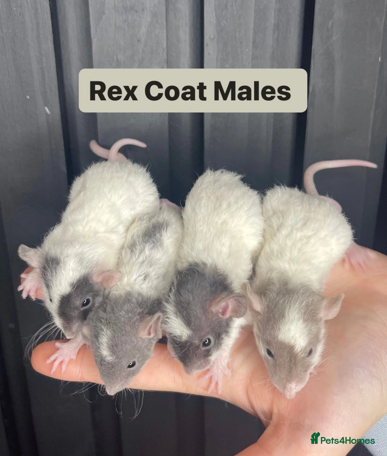 Rat rodents for sale | Pets4Homes