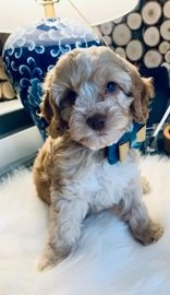 Chocolate cockapoo puppies hotsell for sale near me