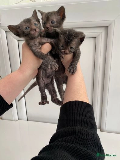 Lykoi cats for sale: Lykoi Kittens - in Sandling, Maidstone - Image 2