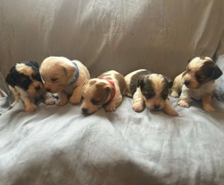 Yorkie russell best sale puppies for sale