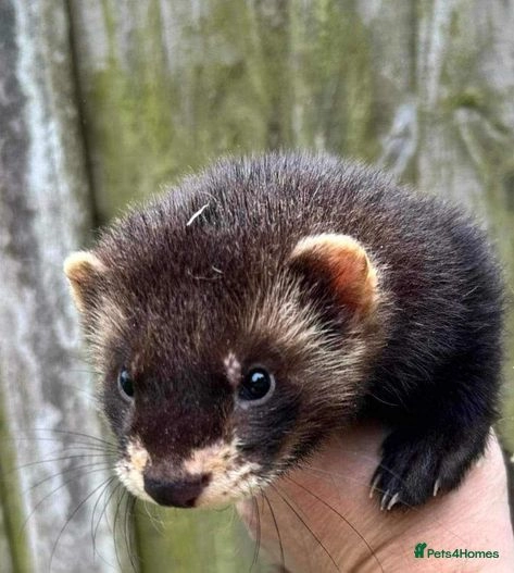 Eu ferrets for sale in Leigh | Pets4Homes