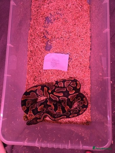 Various Ball Pythons free for Adoption good homes for sale in Wrexham ...
