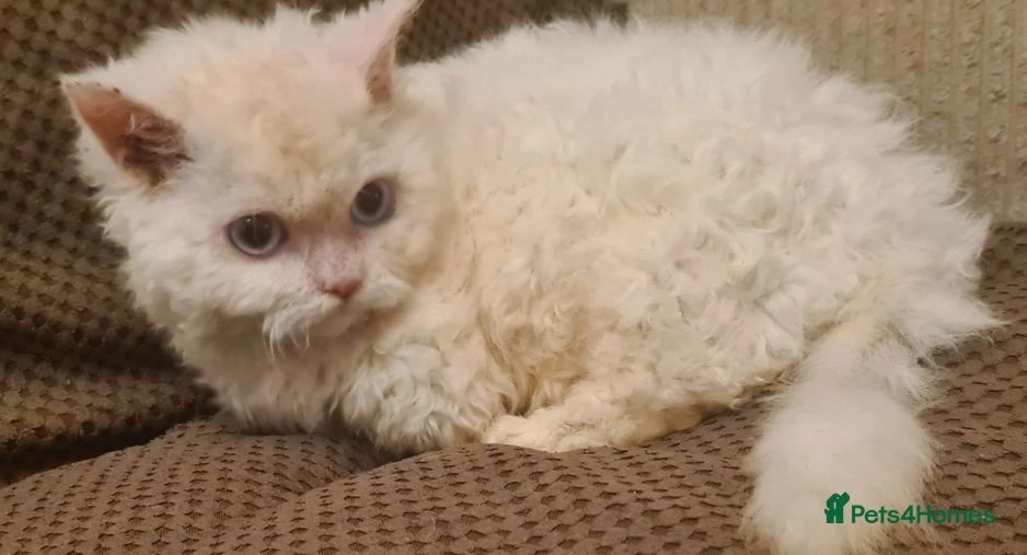 Stunning Munchkins for sale in London Pets4Homes
