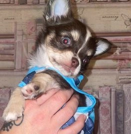 Short haired chihuahua puppies for outlet sale