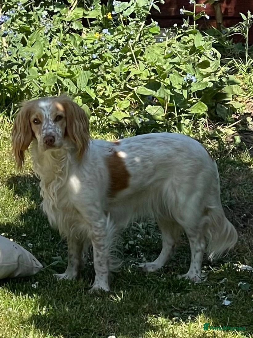 Lemon sprocker hot sale spaniel