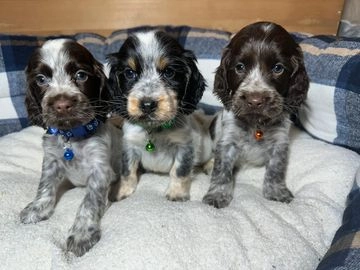 Cocker Spaniel dogs for sale in Llandeilo - Advert 8