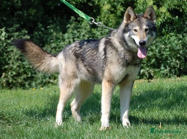 RARE BREED TAMASKAN Puppies Embark inc Dm tested for sale in Sleaford