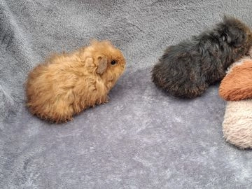 Werewolf guinea pigs for hot sale sale