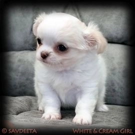 Long haired teacup chihuahua puppies for sale near hot sale me