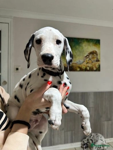 Quality Dalmatian Puppies for sale in Milton Keynes | Pets4Homes