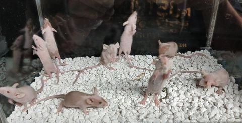 Rat rodents for sale | Pets4Homes