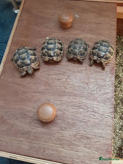Baby marginated tortoises for sale for sale in Bristol | Pets4Homes