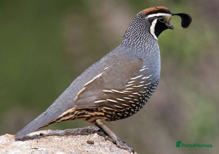 California Quail Hatching eggs for sale in Lanark | Pets4Homes