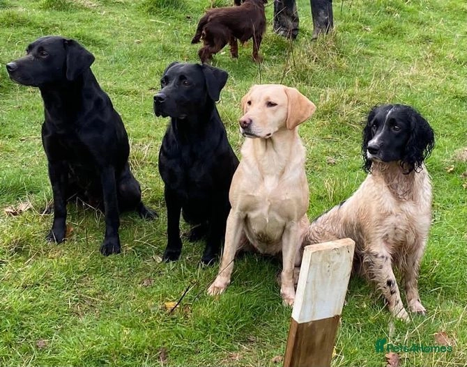 Part Trained Labrador Pups, HEALTH TESTED PARENTS Bristol Pets4Homes