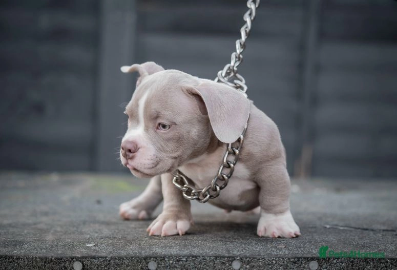 NANO BULLIES Wakefield Pets4Homes