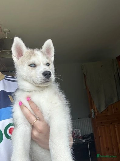 Siberian Husky Puppies for sale in Dungannon | Pets4Homes