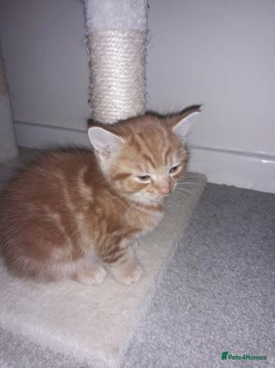 Two shorthaired ginger kittens for sale in Hemel Hempstead Pets4Homes