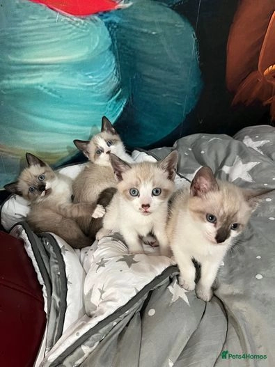 Four adorable snowshoe kittens for sale for sale in Sidcup | Pets4Homes