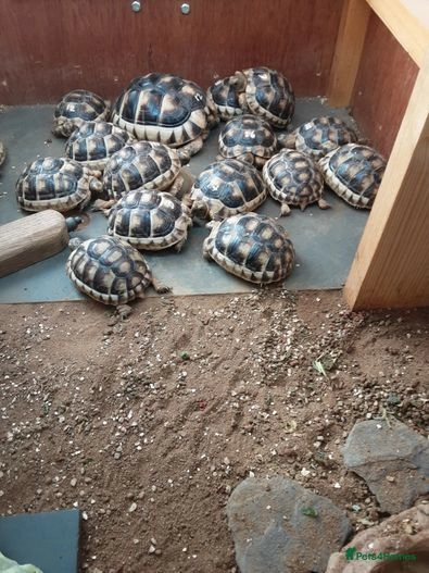 Baby marginated tortoises for sale for sale in Bristol | Pets4Homes