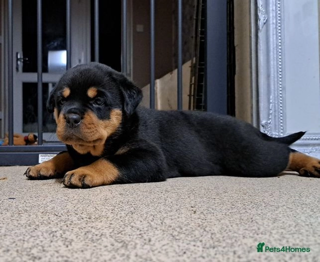 BEAUTIFUL MASTWEILER PUPPIES Newtown Pets4Homes