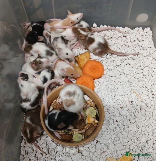 Baby Fancy Pet Mice for sale in Wolverhampton Pets4Homes