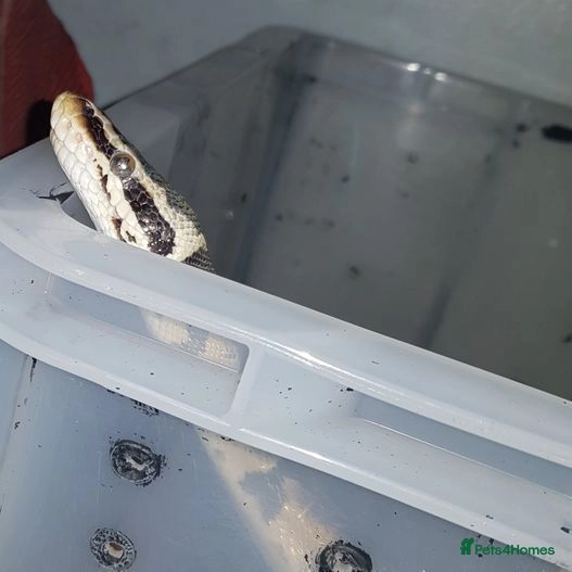 Scottish reptile and invert rescue for adoption in Stirling | Pets4Homes