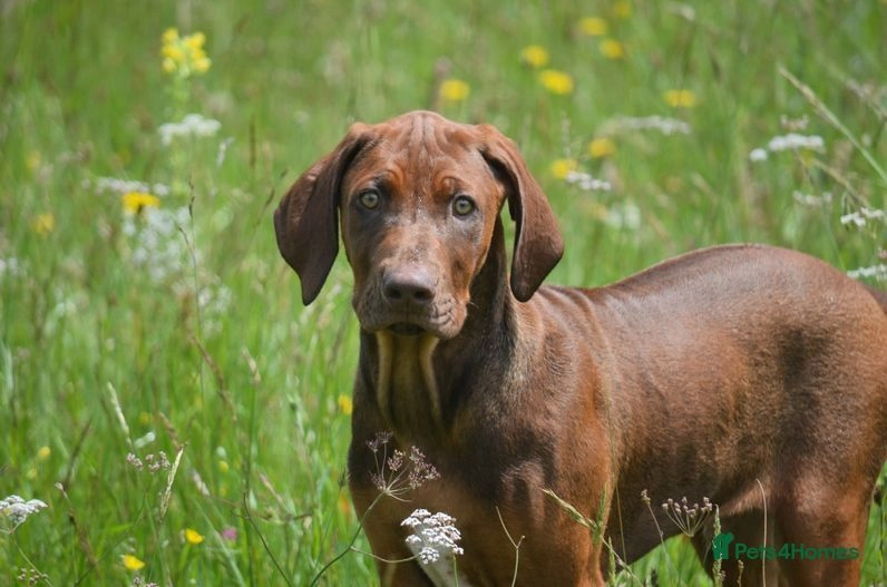 Rhodesian ridgebacks “livernose” for sale in London Pets4Homes