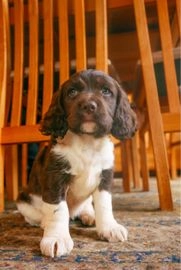 Chocolate springer spaniel puppies shop for sale near me