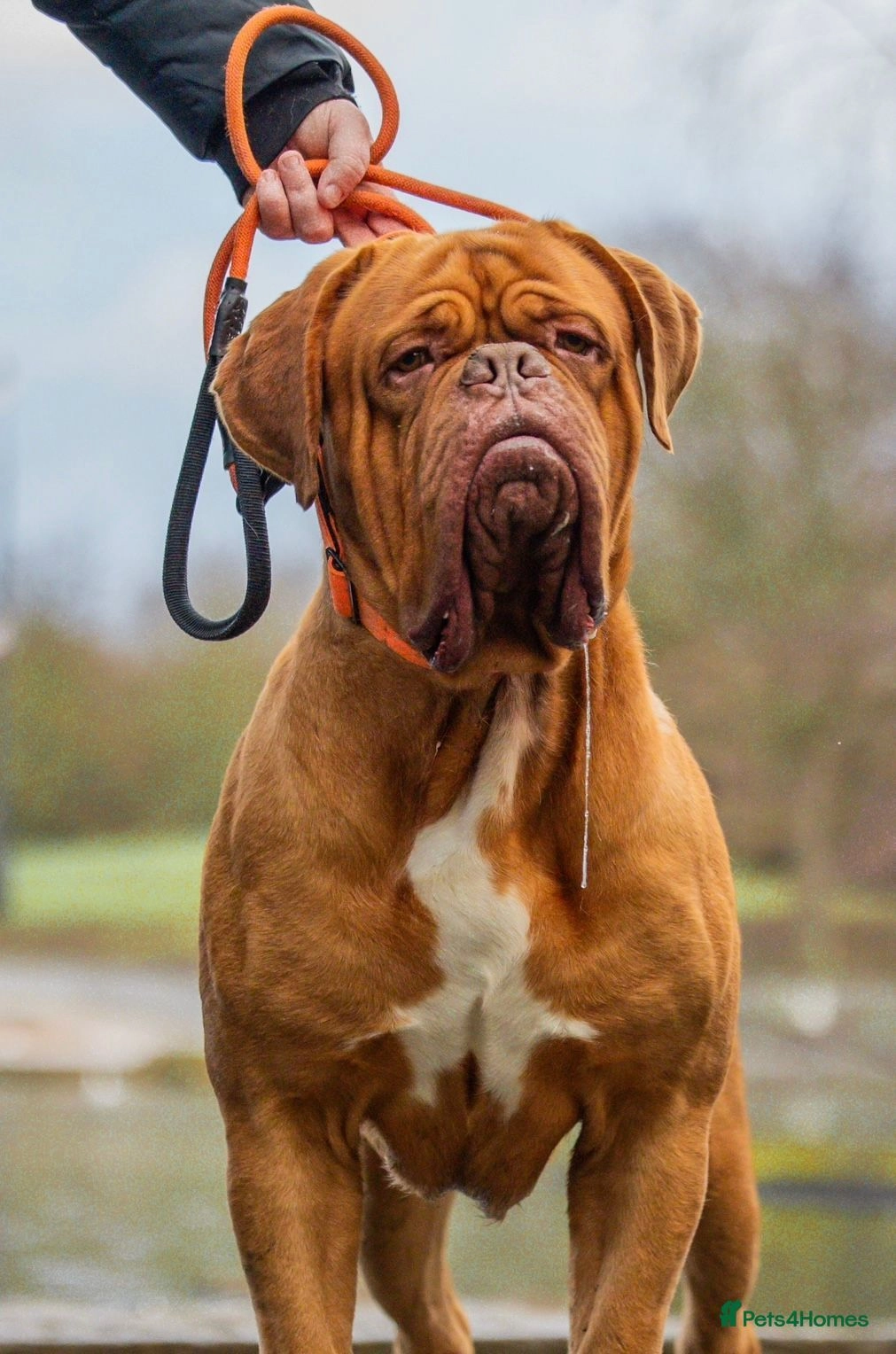 Red dogue hot sale de bordeaux