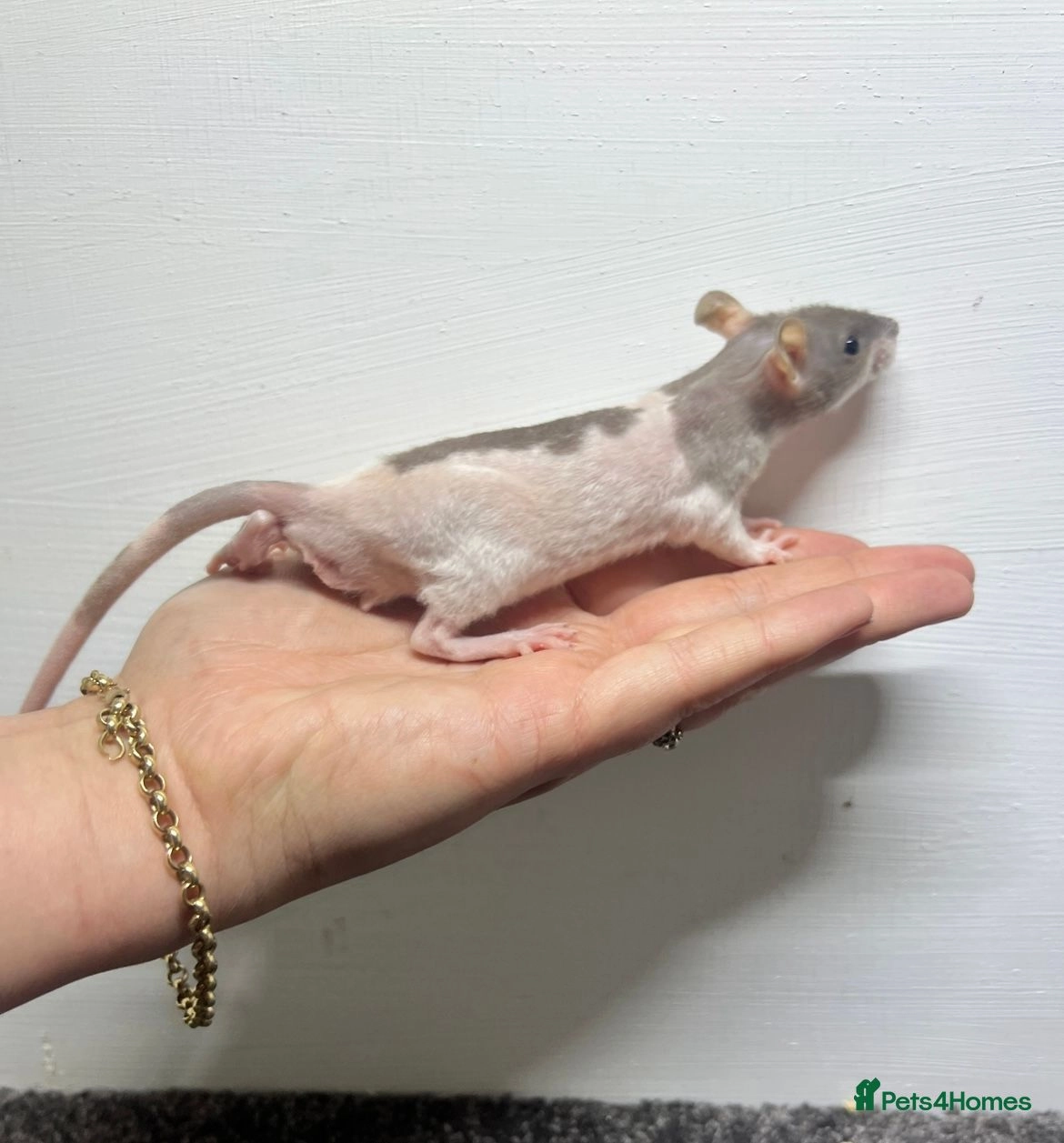 Rat rodents for sale | Pets4Homes