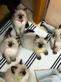 Ragdoll cats for sale in Bow, London - Advert 7