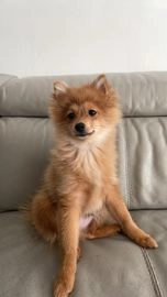 Pomeranian dogs for sale in Brimsdown, Enfield - Advert 8