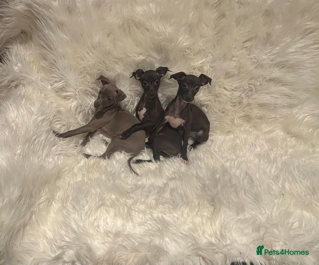 Italian Greyhound puppies for sale in Ware Pets4Homes