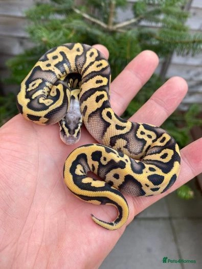 Royal Pythons baby to adult sizes | Tewkesbury | Pets4Homes