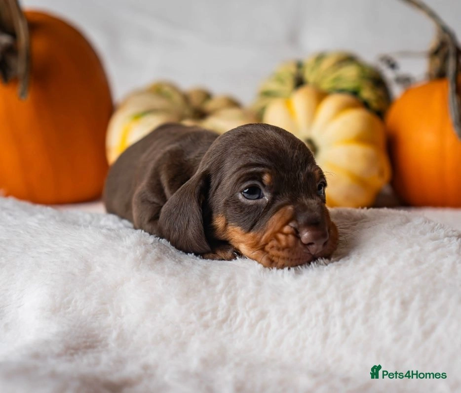 dachshund-weiner-dog-2-pumpkin-carving-stencil-pumpkin-hq