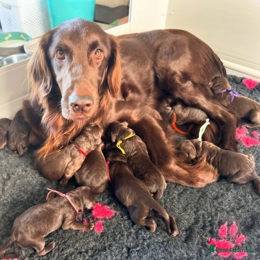 Exceptional & Rare F1 Floodle Puppies! for sale in Rochford Pets4Homes