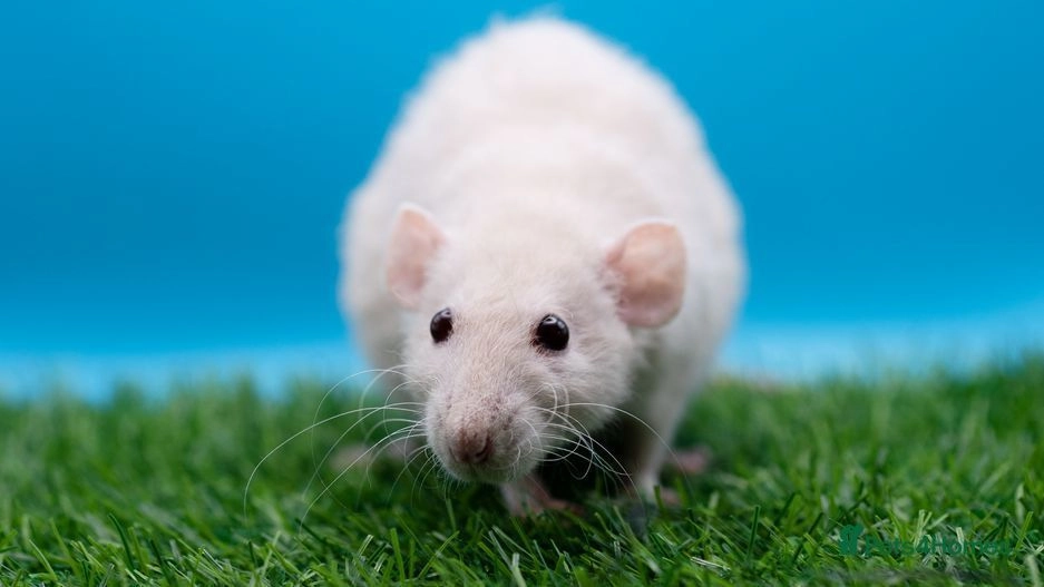Wonderful Rat Kits Available 🐀 | Princes Risborough | Pets4Homes