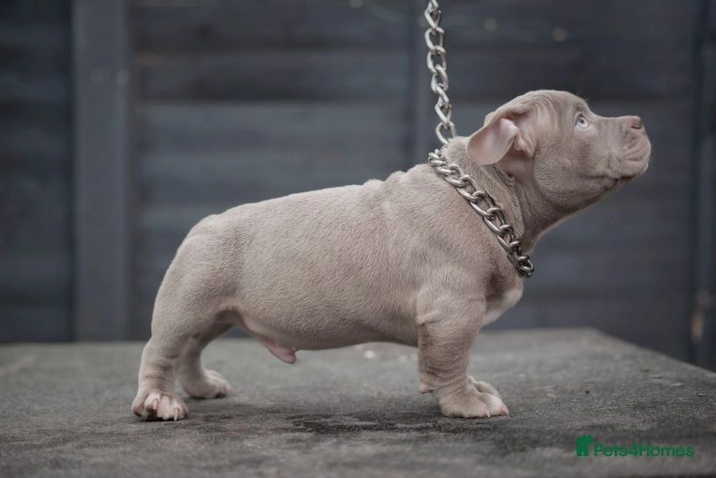 NANO BULLIES Wakefield Pets4Homes