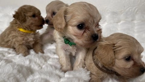 Teacup maltipoo best sale for sale