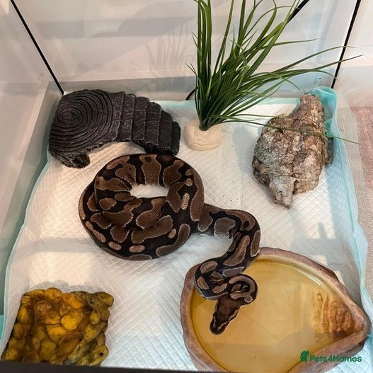 Original colour ball python adoption with cage | London | Pets4Homes