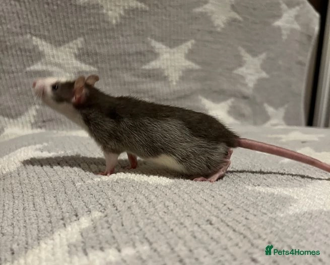 friendly and calm baby rats - fur, bald and rex | Manchester | Pets4Homes